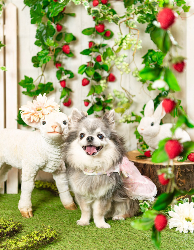 2020年春のカタログ大撮影会「YumeKawa☆Luludoll」