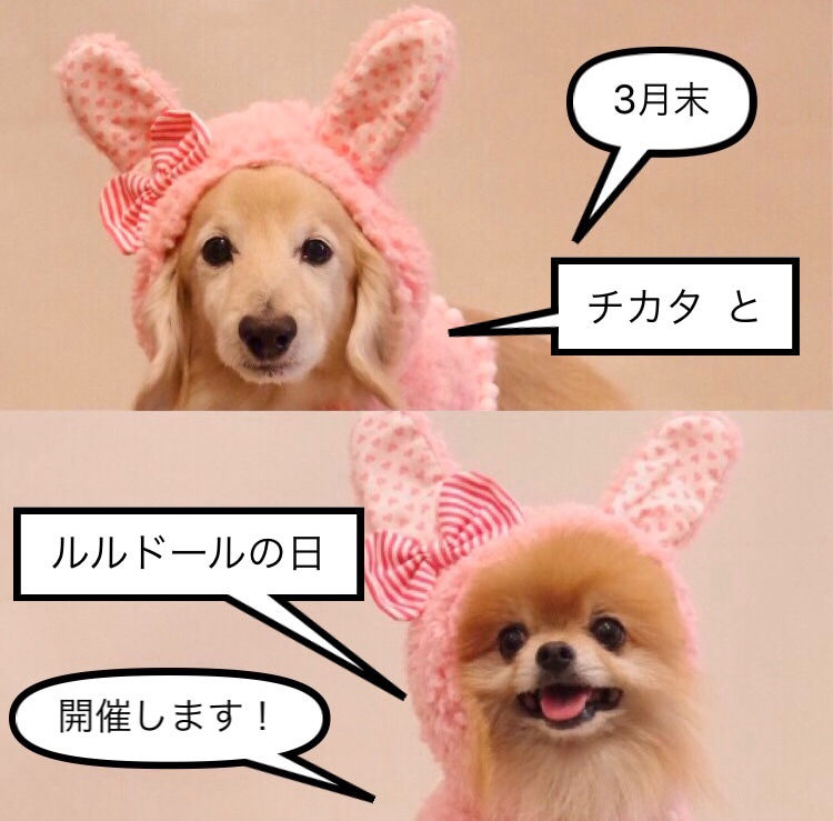 チカタ と ルルドール の日