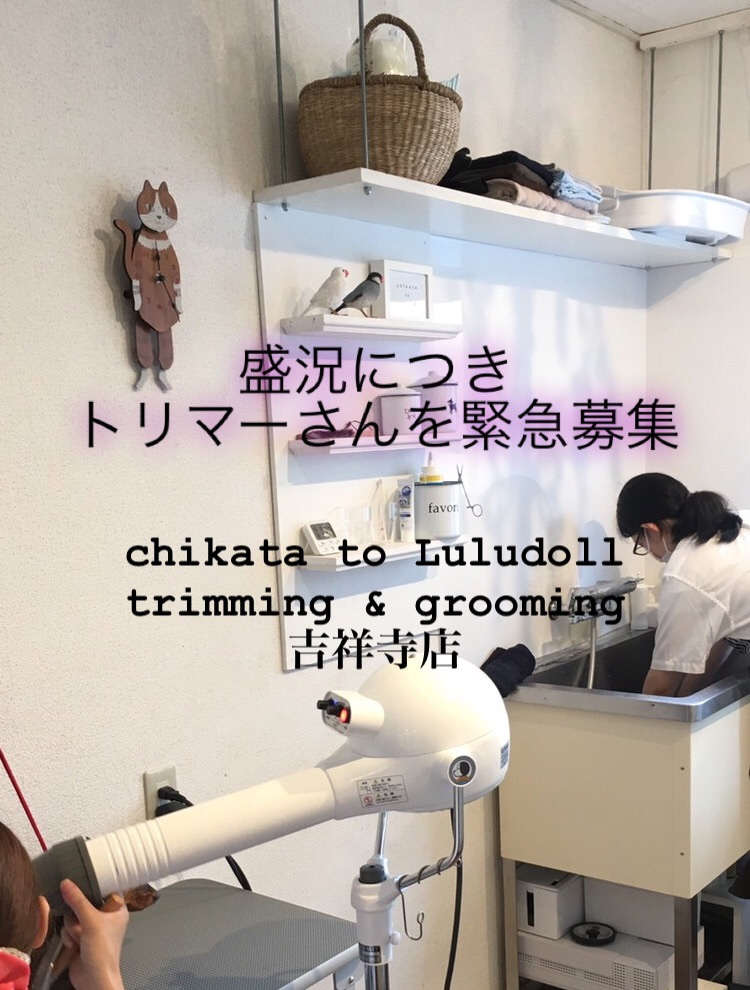 トリマーさん緊急募集