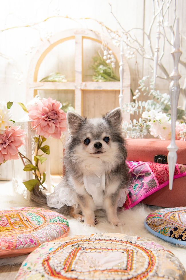 インターペット愛知ルルドールカタログKENTAカメラマン撮影会予約