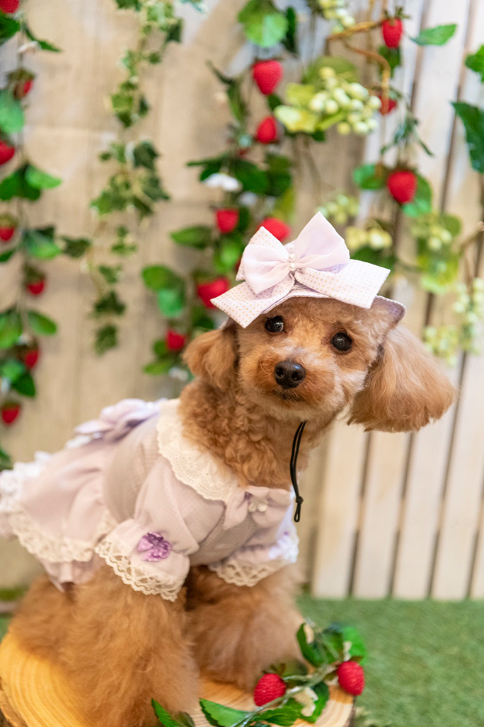 ぱんちさぶろうさん