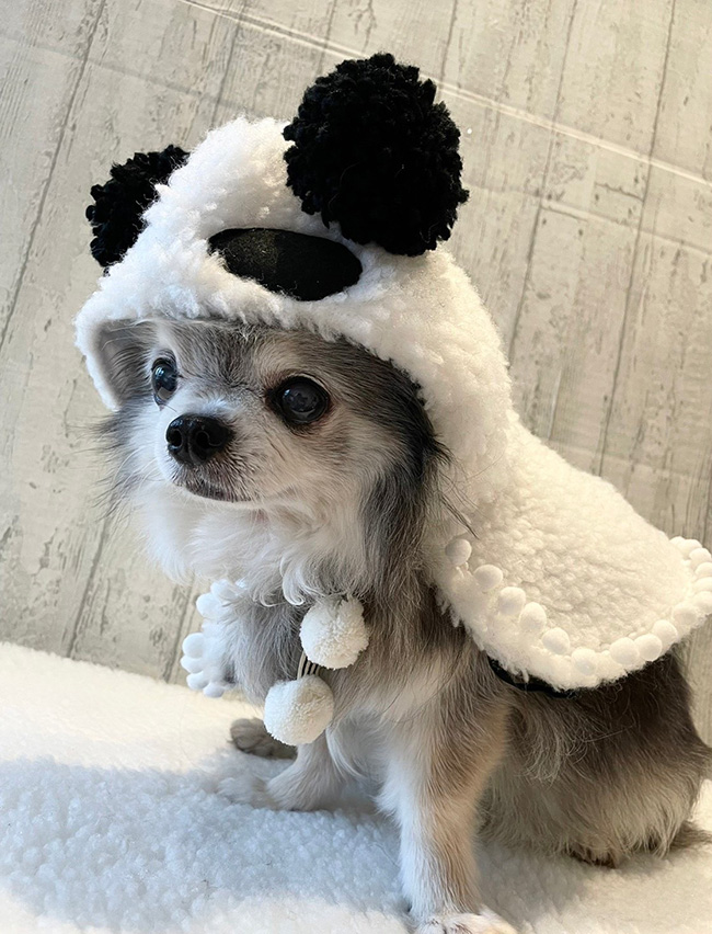 ふわパンダケープ発売！うちのこパンダールル王国カード！