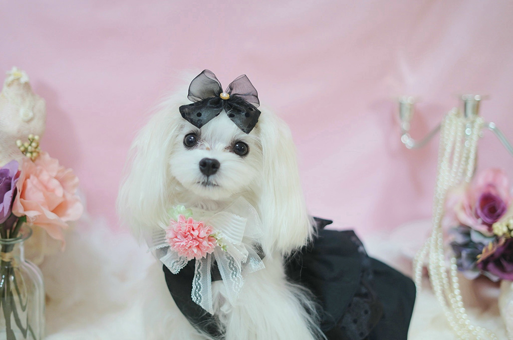 リリィちゃんさん