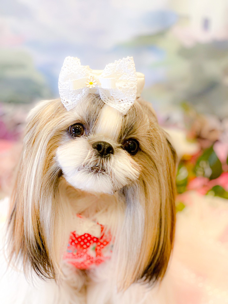 anne（あんぬ）さん