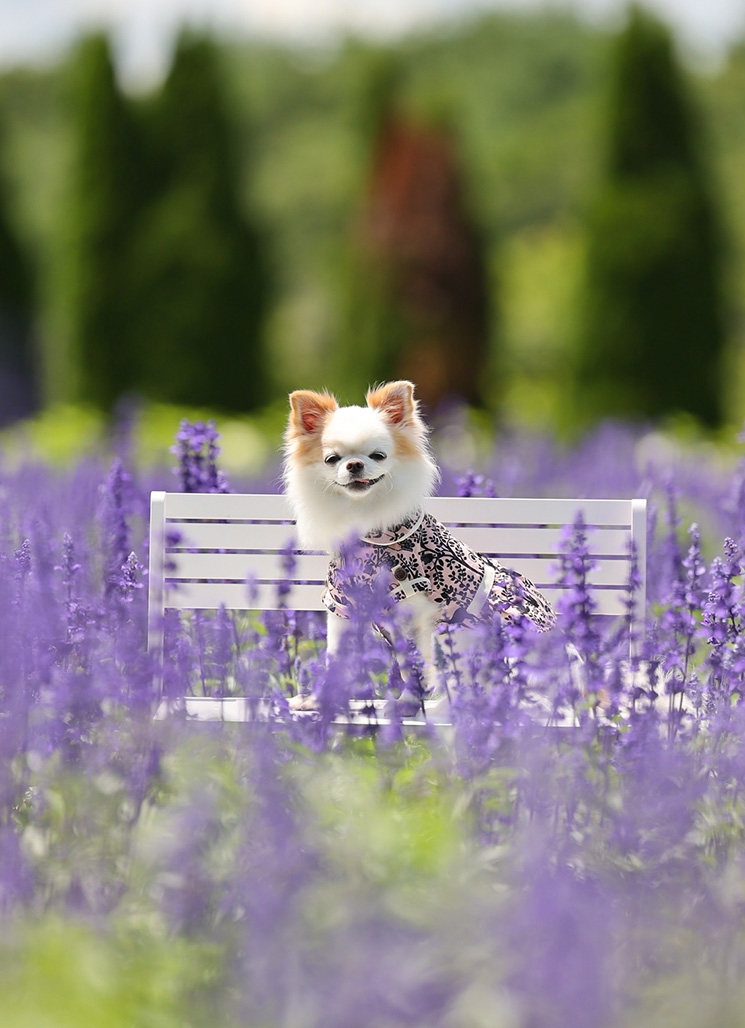 姫（ひめ）さｎ