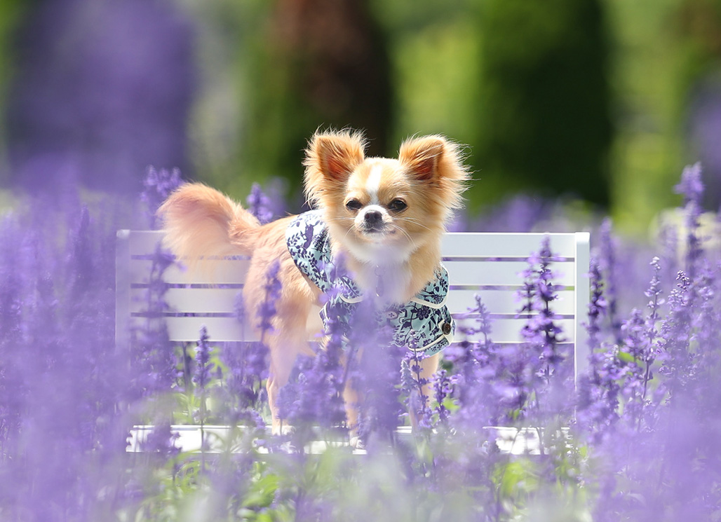 琥珀（こはく）さん